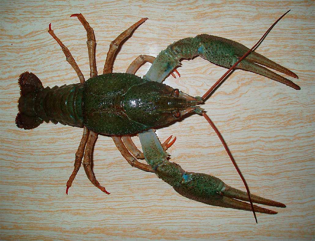 Алфавит детский. Буква Р. Рак