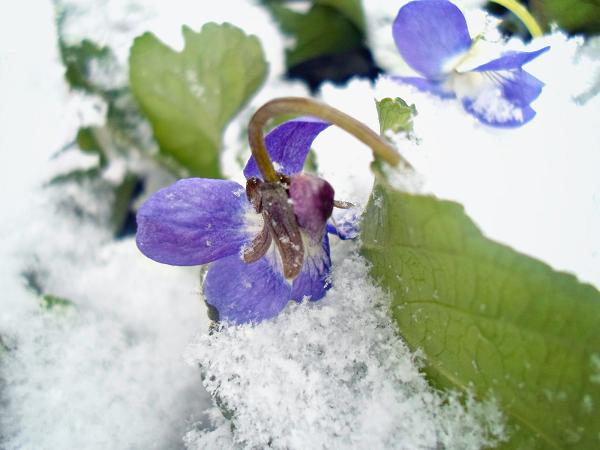 Купите фиалки