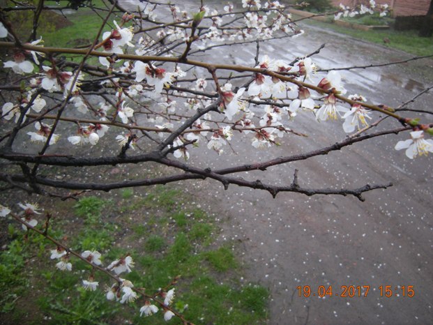 Она не радовала нас