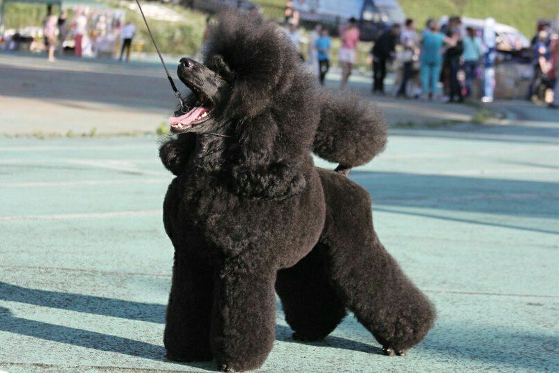 Вечное соло