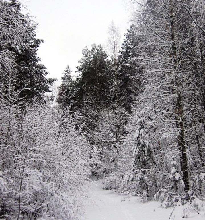 Зима не зря волшебницей слыла!