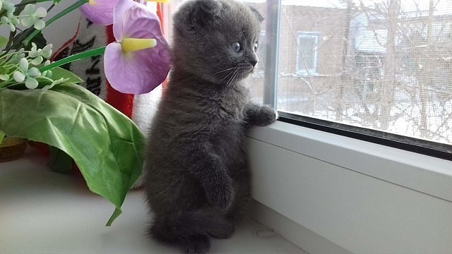 Магия кошки