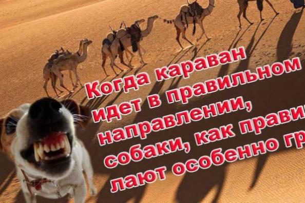 Собаки лают караван идет мем