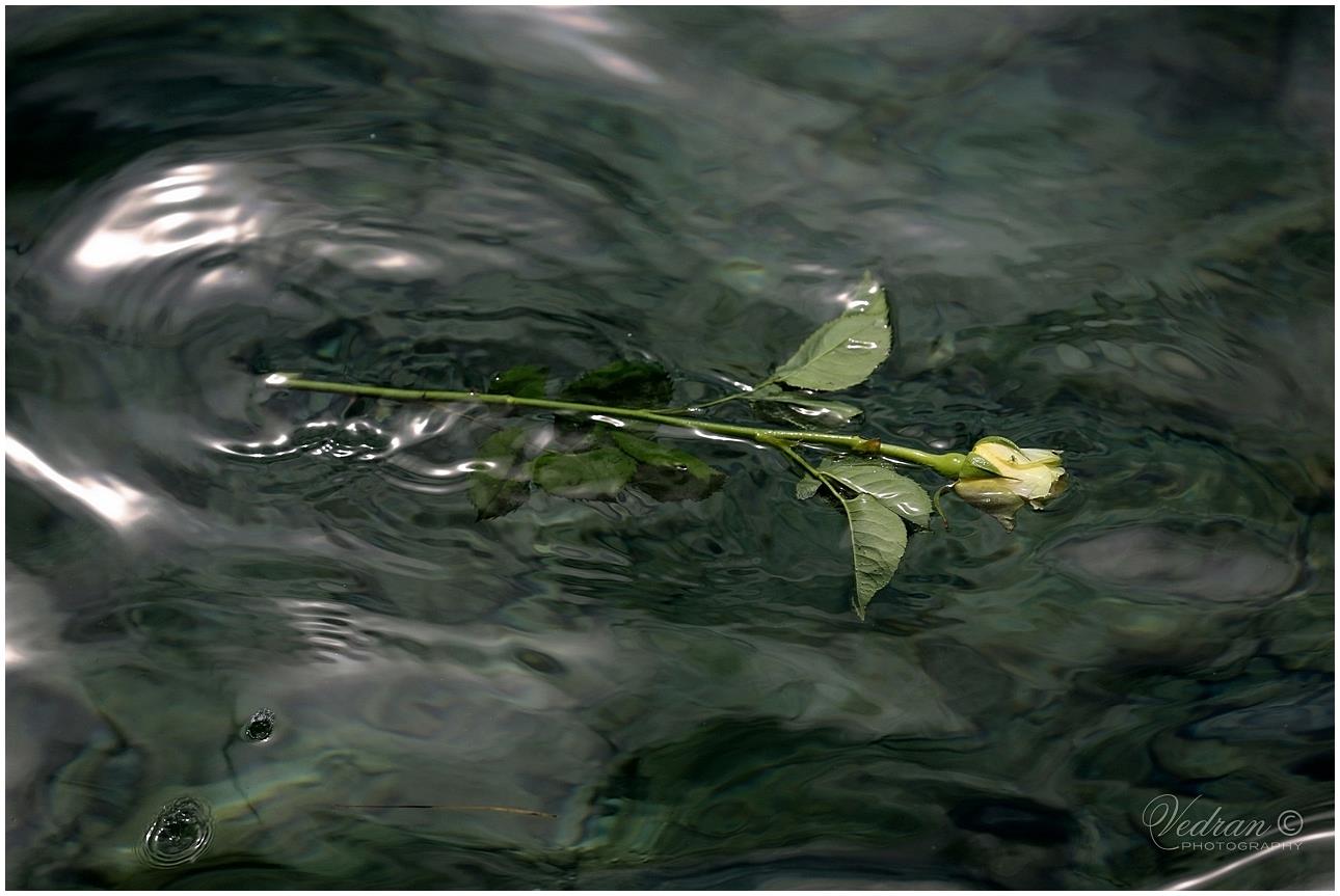 Любимая моя - Иван Сокач, Белград Сербия