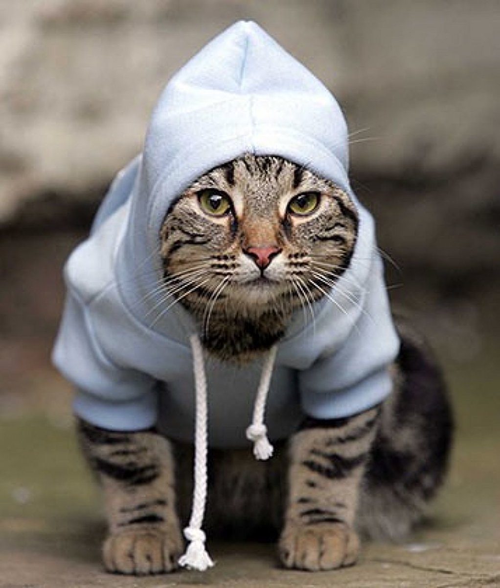Котик в спортивном костюме