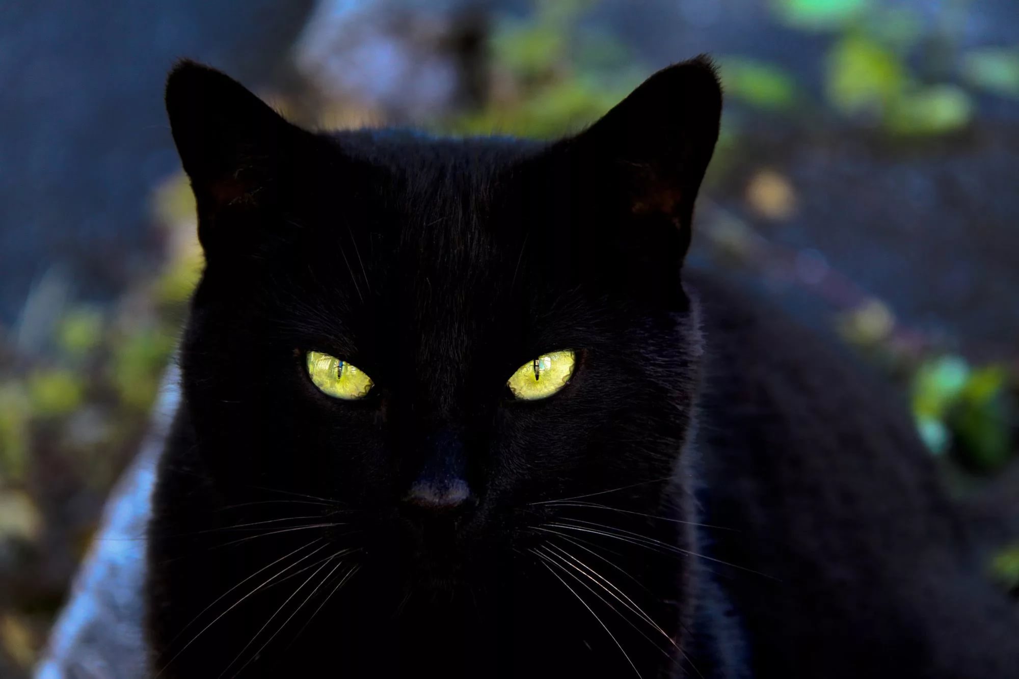Черный кот-воришка.