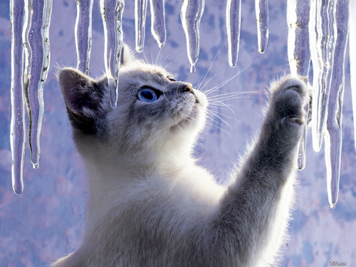 Звенит веселая капель