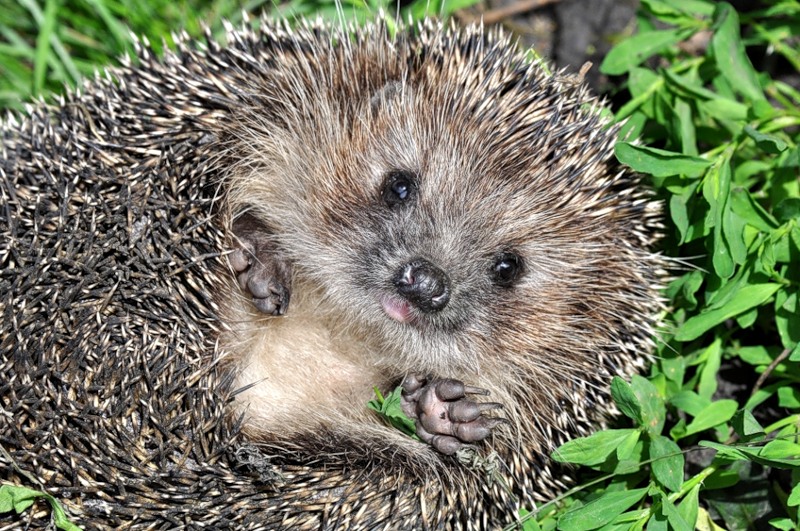 Ёж он и в Африке ёж