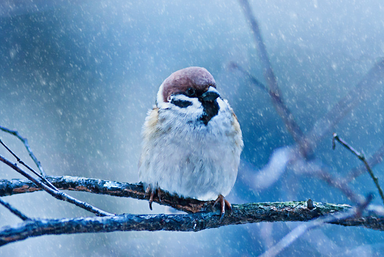 Cold bird. Замерзшие птицы. Замерзший Воробей. Птицы под снегом. Воробей зимой.