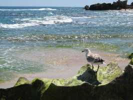 Тополя России