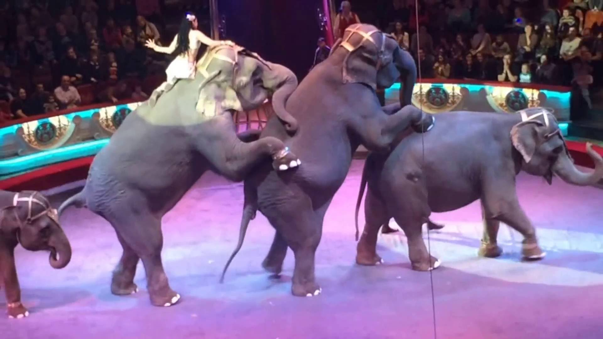 В цирк вчера ходила Майя