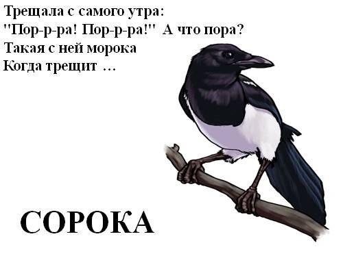 Как сорока