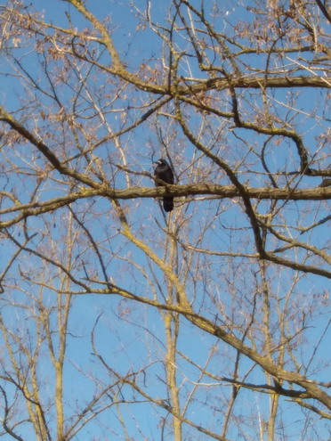 Старый ворон на суку