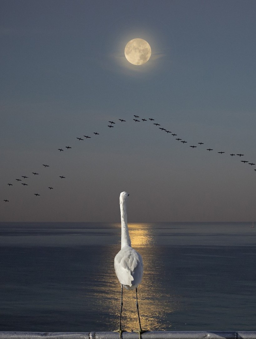 Журавлиная верность