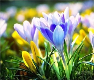 Весеннее настроение