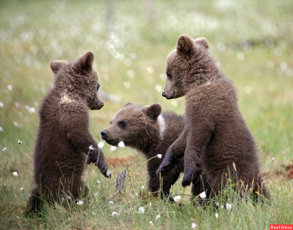 Любишь мёд - люби и ложечку дёгтя...