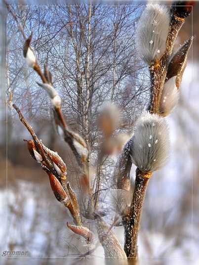 Весны начало... ЯС