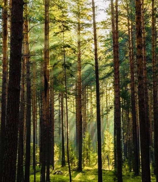 Сосновый Бор