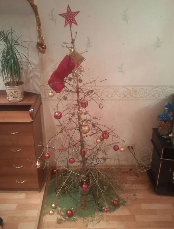 елки держат в клетках