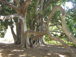 Два Полюса Планеты