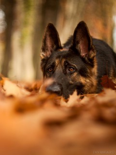 Не бросайте собак