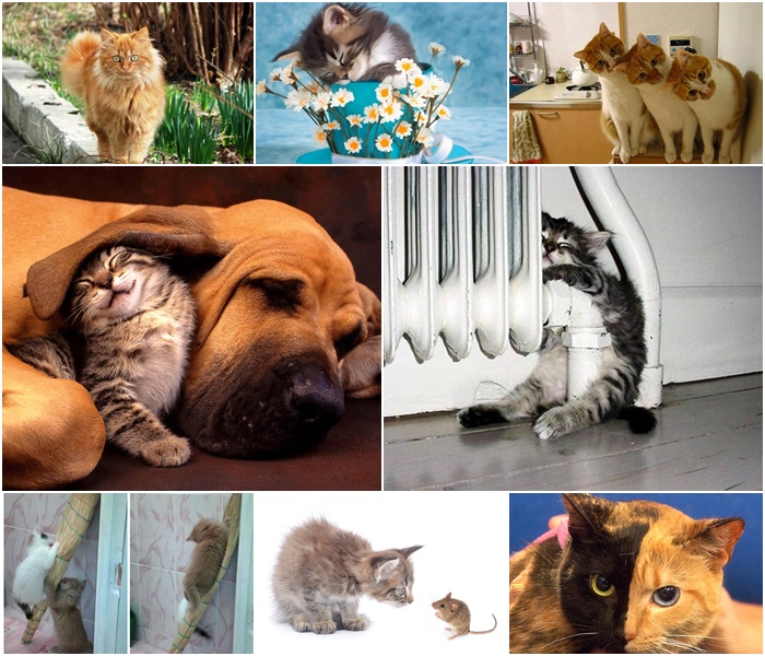 Кошкин день