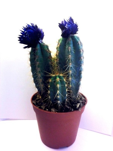 Везучий кактус