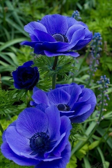 Синий сон. Прострел-трава...