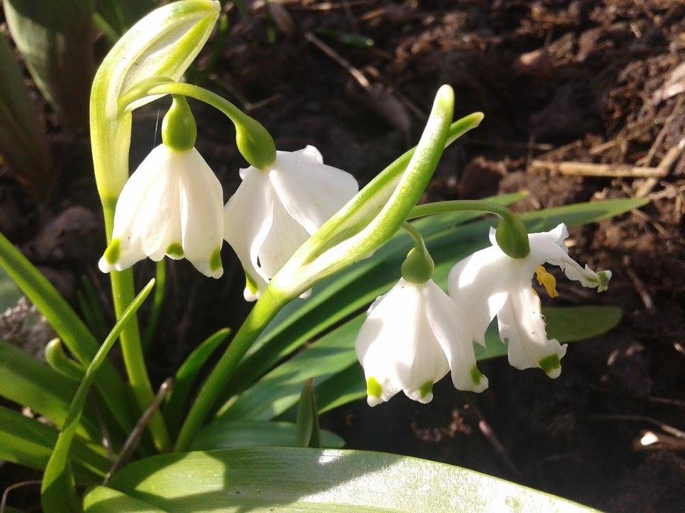 Весна спешила