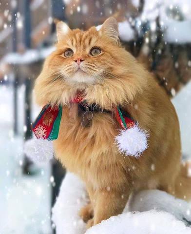 Зима вернулась