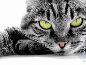 Читал поэт из книжечки