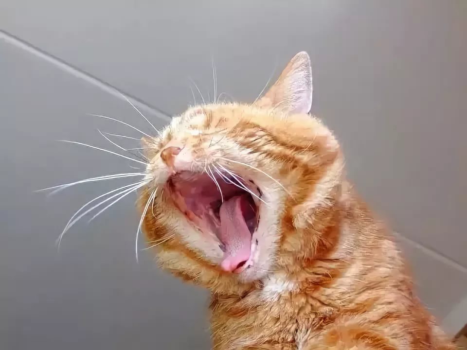Кошка сильно мяукает. Орать. Орущий кот. Рыжий кот зевает.
