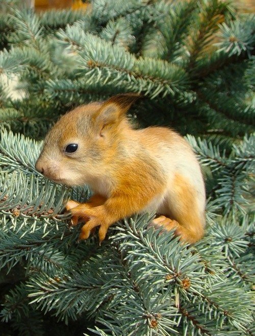 сказка о глупом бельчонке
