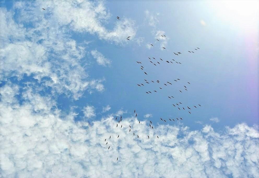 Сегодня к нам вернулись журавли...