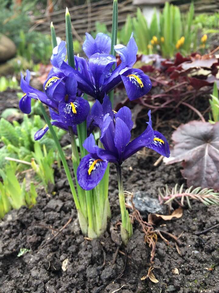 Весна пришла