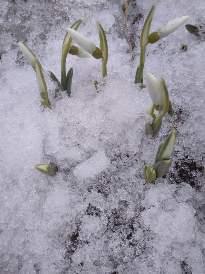 Вестник таяния льдов