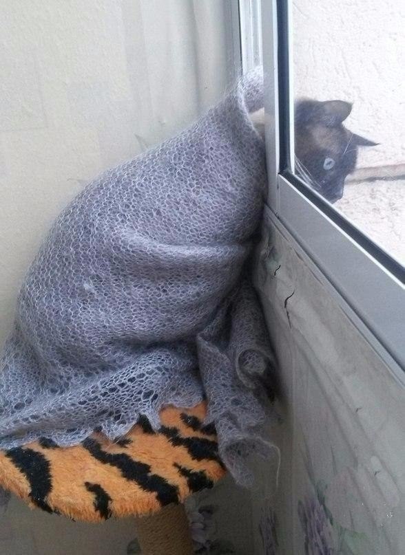 Кот в ожидании весны. Экспромты на фото