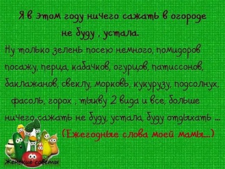 В лето ничего не было. Смешные стихи про огород. Цитаты про огород смешные. Стихи о дачниках и Огородниках смешные. Стихи про дачу и огород.