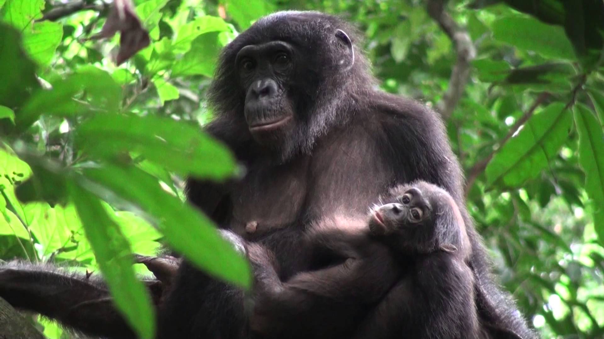 Карликовый шимпанзе 6. Бонобо обезьяна. Бонобо в Конго. День бонобо. Всемирный день обезьян бонобо.