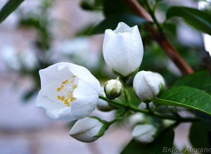 К нам вернется весна