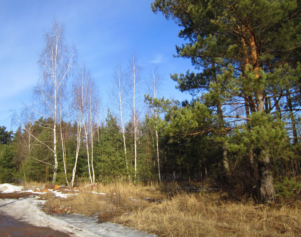 Старый лес говорит мне доброе утро