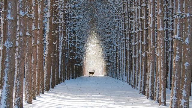 Зимняя сказка