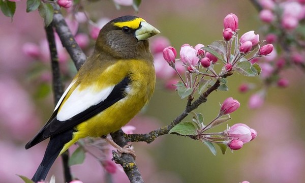 Весёлая Стихира