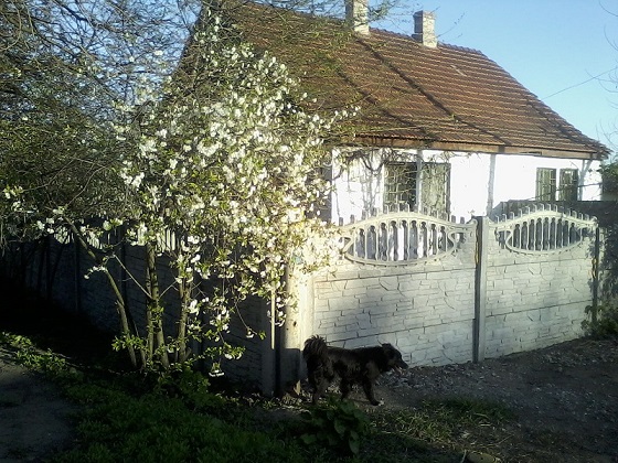 Шумел мой сад под майским ветром
