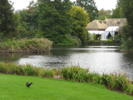 Зелёная Зима