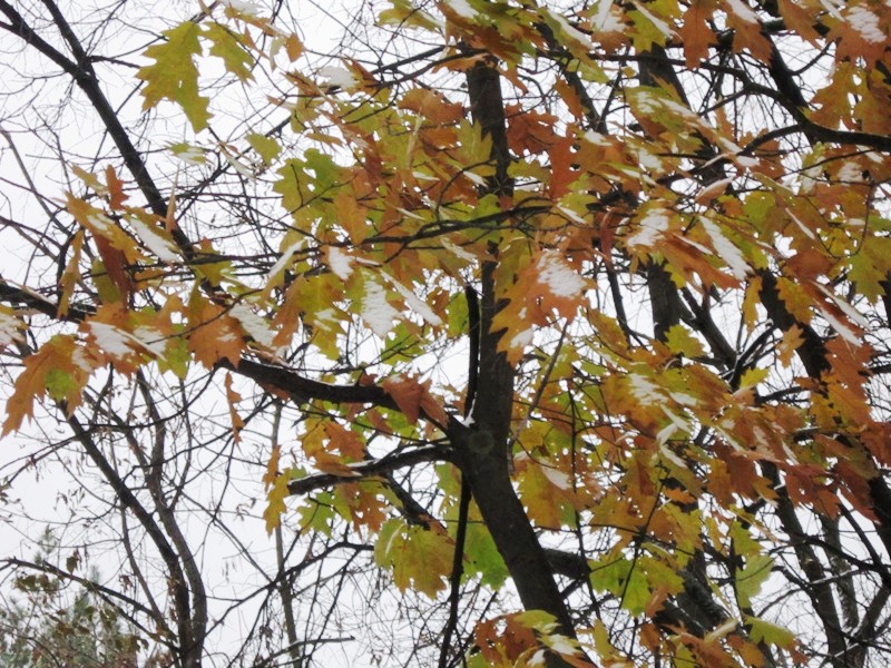 Дуб поздней осенью. Дуб осенью поздней осенью. Листопад дуб. Опадение листьев у дуба