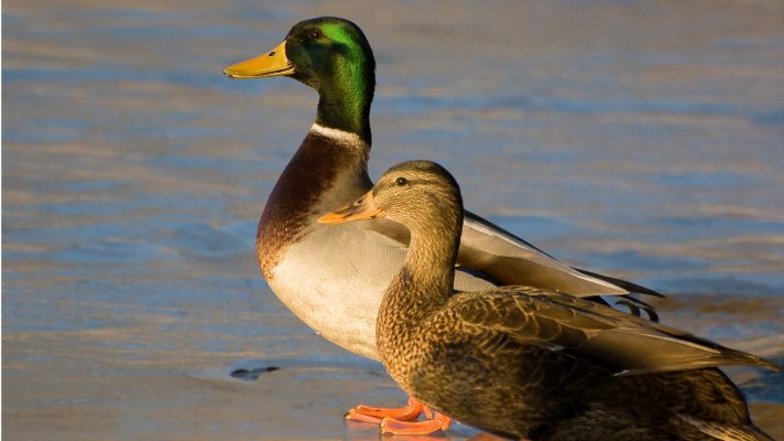 Серый мартовский лёд...