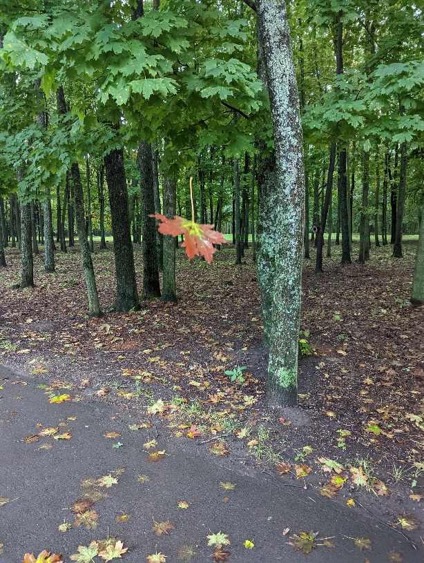 Успей восхититься красотой мгновений!