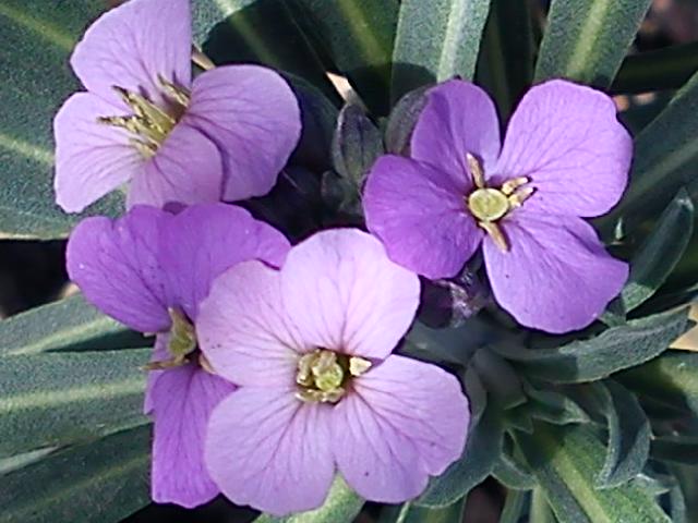 Притчи, глава 17