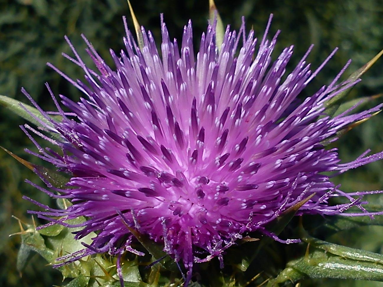 Притчи, глава 10